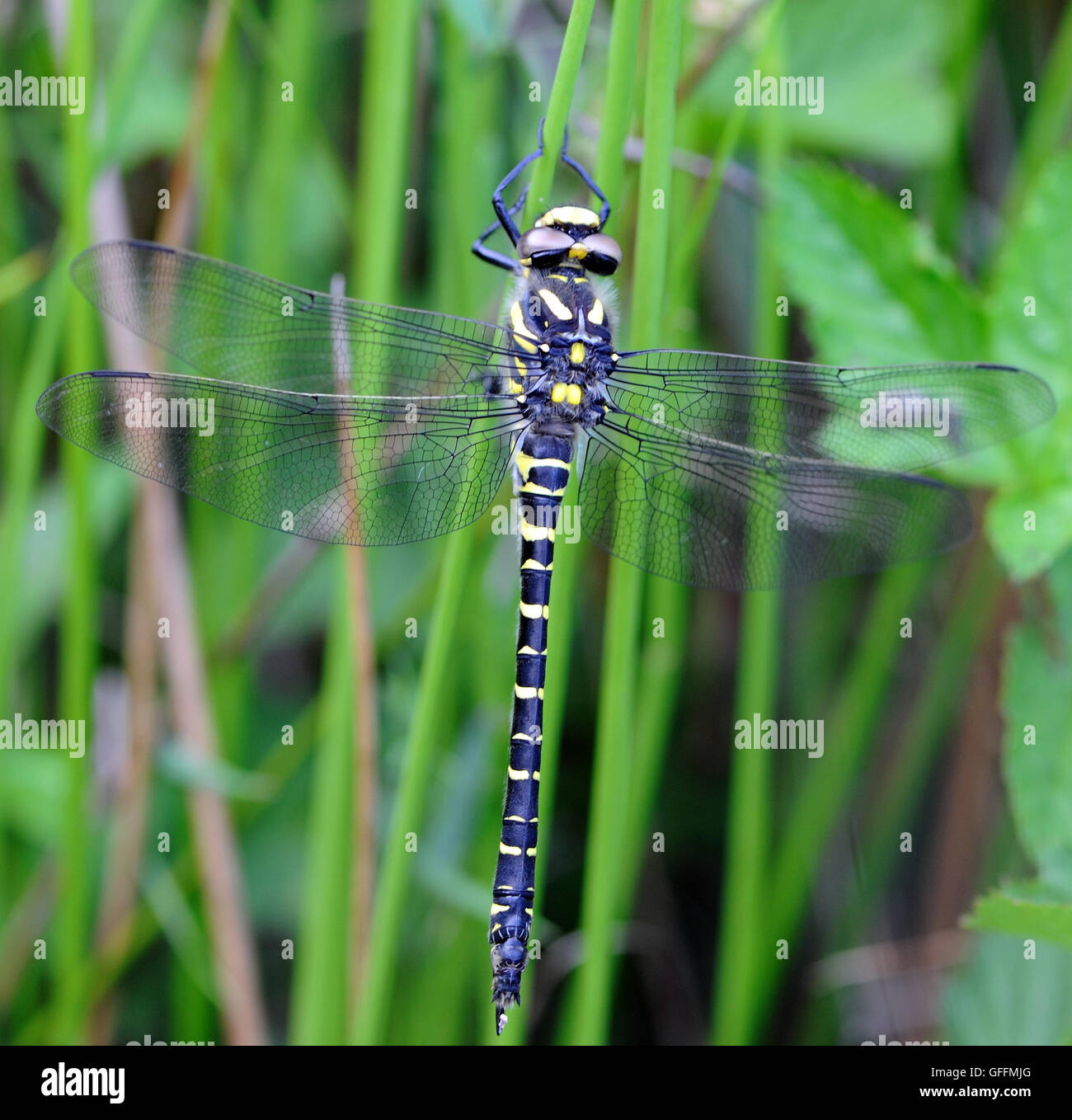 Une femelle golden-ringed Dragonfly (Cordulegaster boltonii). Port an Eilein, Islay, Hébrides intérieures, Argyll, Scotland, UK. 21juin16 Banque D'Images