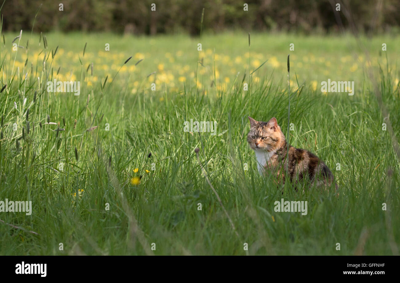 Chat domestique, adulte seul assis dans l'herbe en bord de champ. Worcestershire, Royaume-Uni Banque D'Images