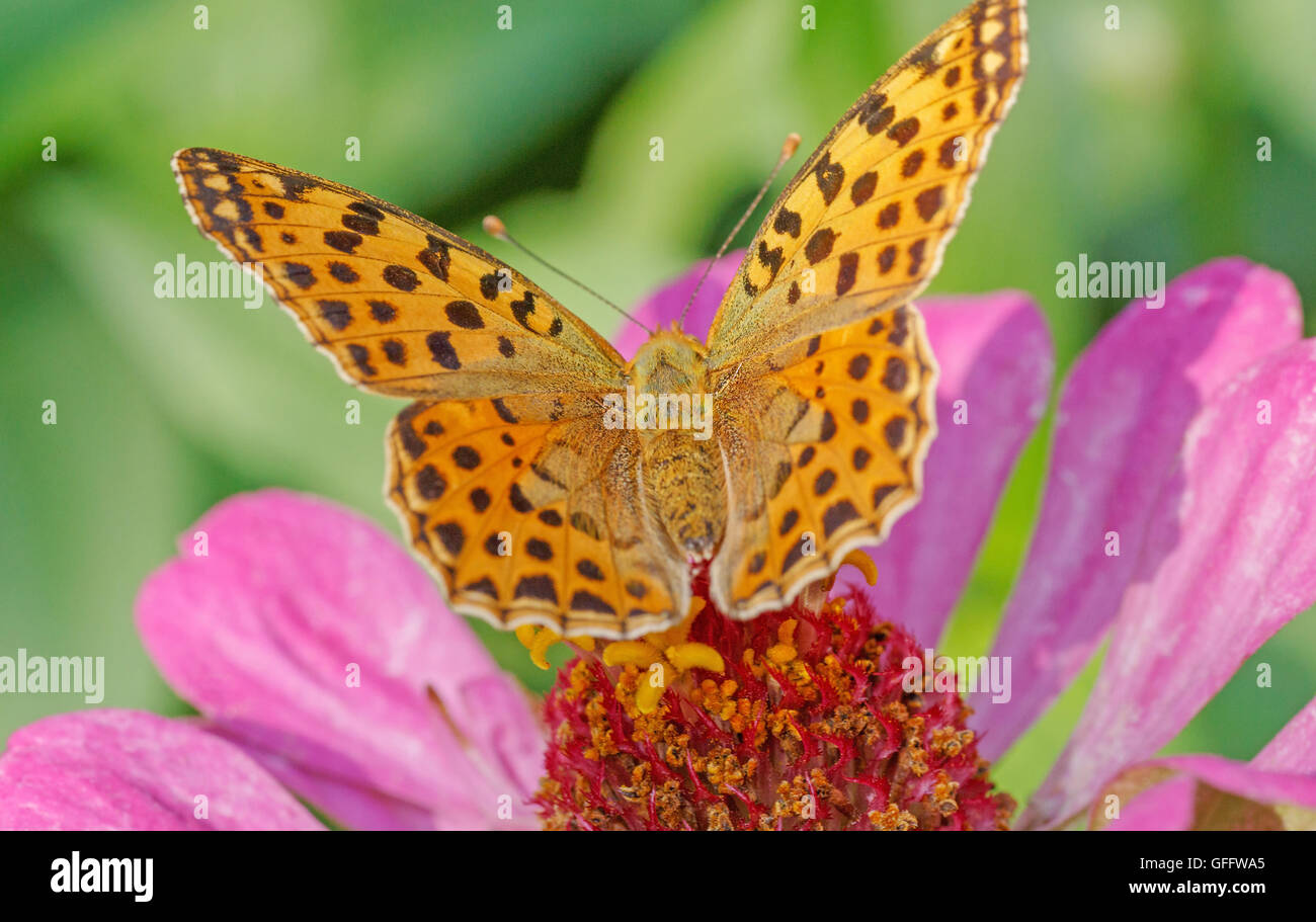 High brown fritillary papillon sur fleur zinnia rose Banque D'Images