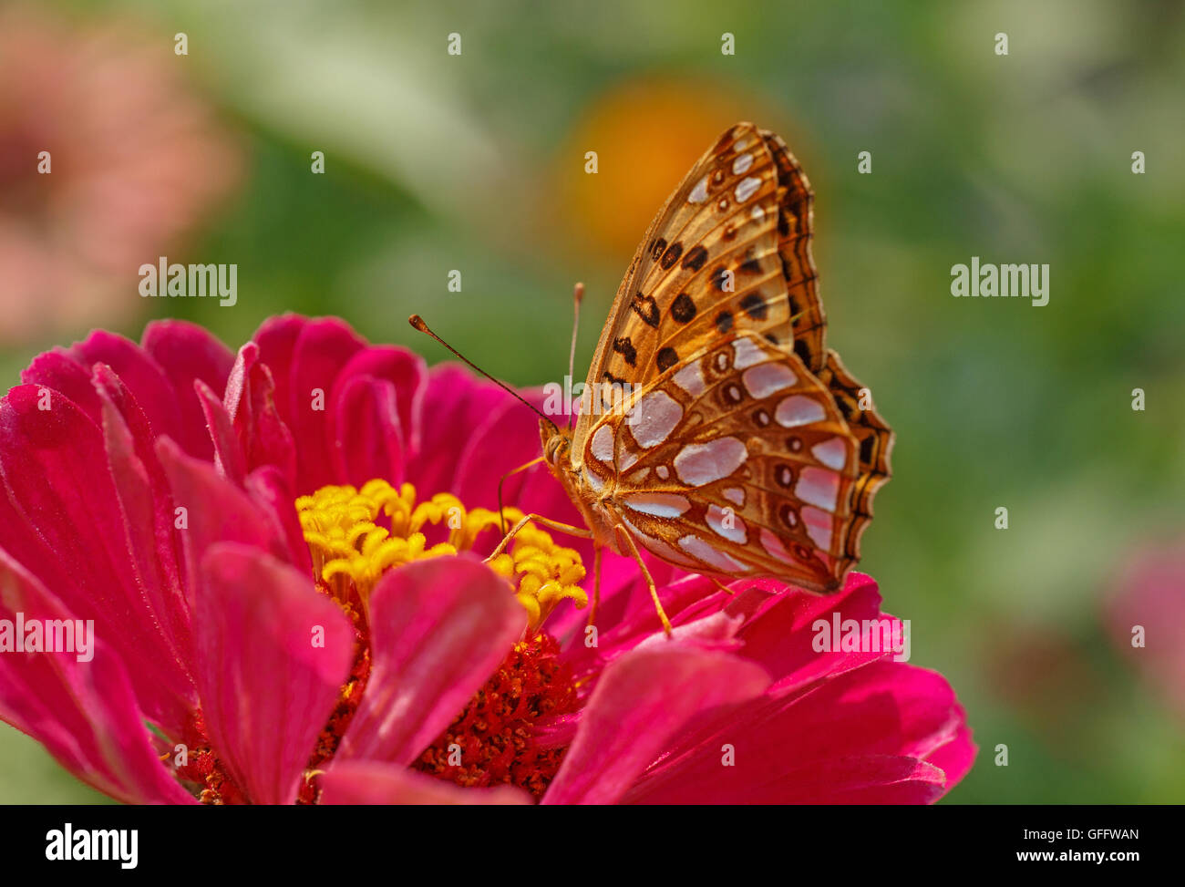 High brown fritillary papillon sur fleur zinnia rouge Banque D'Images