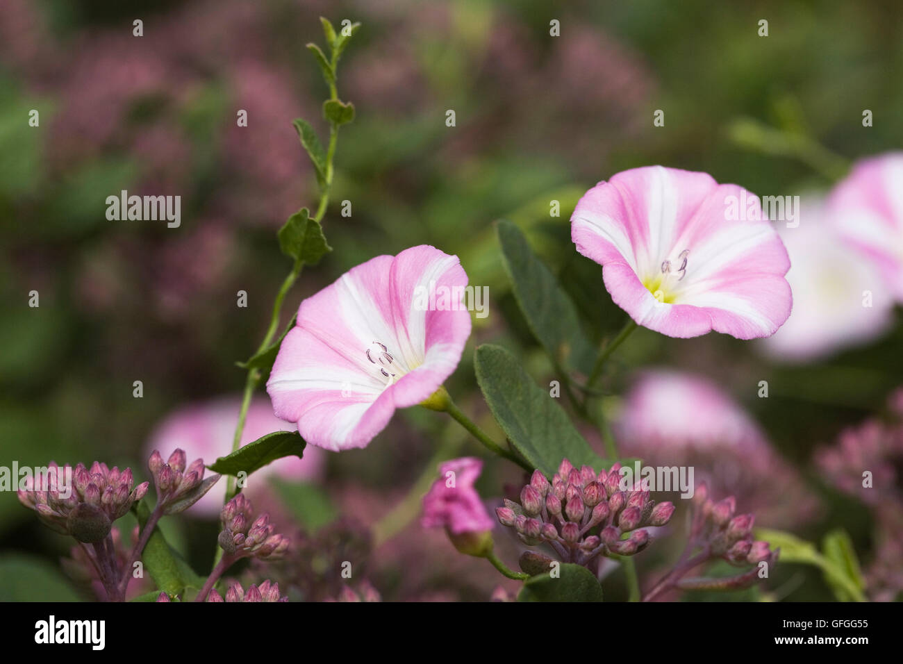 Convolvulus arvensis. Liseron des champs fleur dans le jardin. Banque D'Images