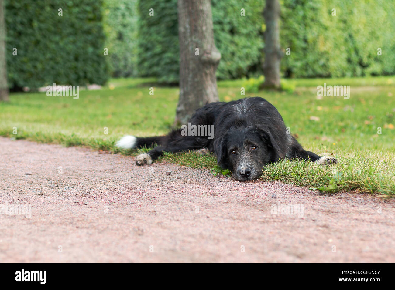 Seul chien noir aux yeux tristes est de jeter et attendre quelqu'un dans le parc. Banque D'Images