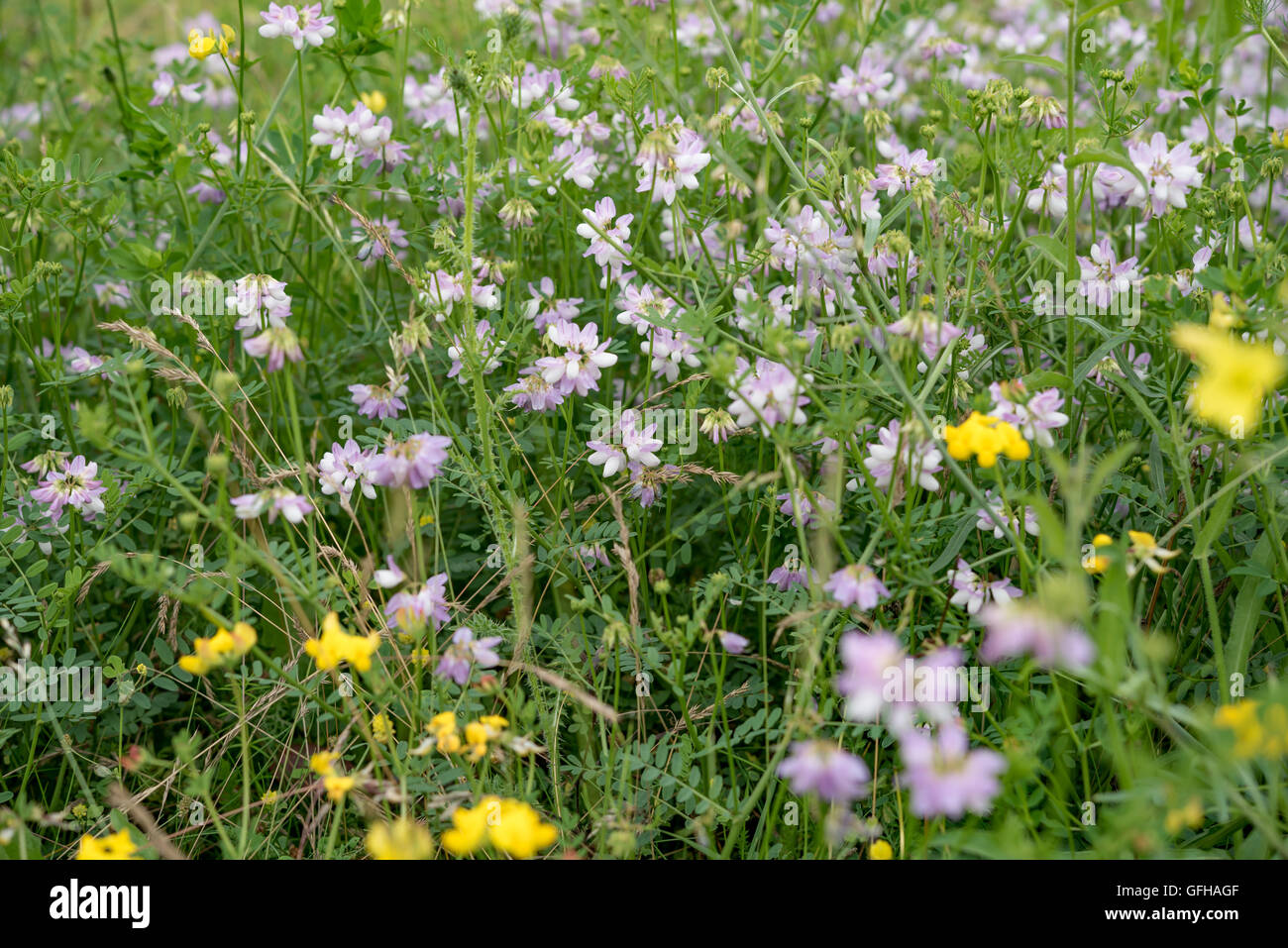 Meadow fleurs de Nice Banque D'Images