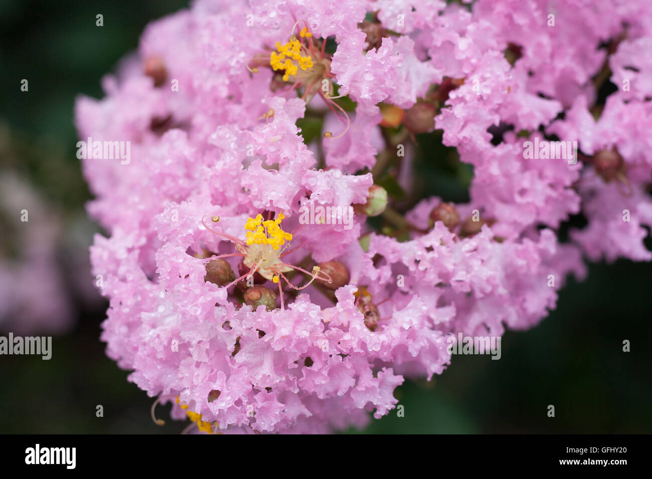 Fleur de Lagerstroemia indica avec dews Banque D'Images