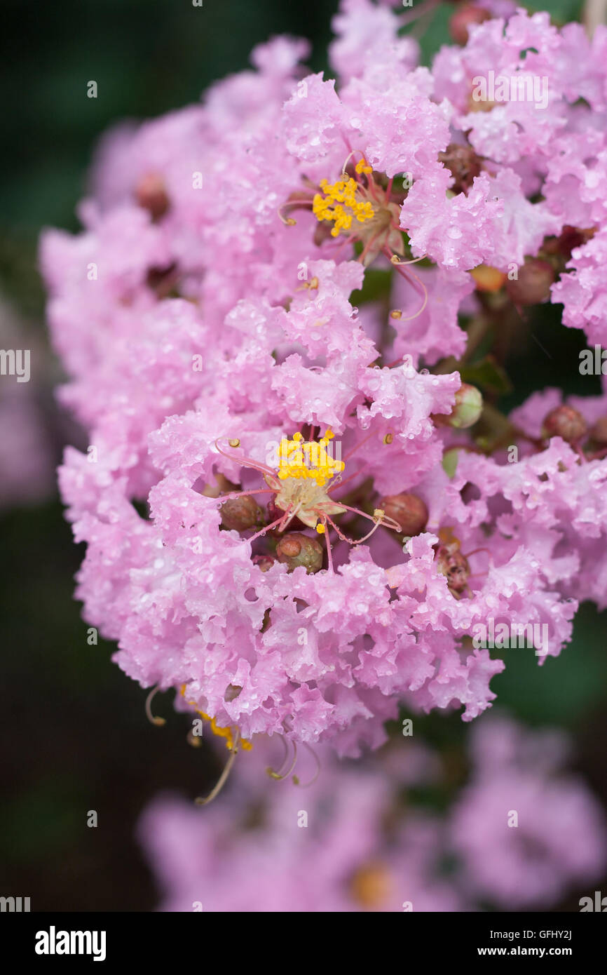 Fleur de Lagerstroemia indica avec dews Banque D'Images