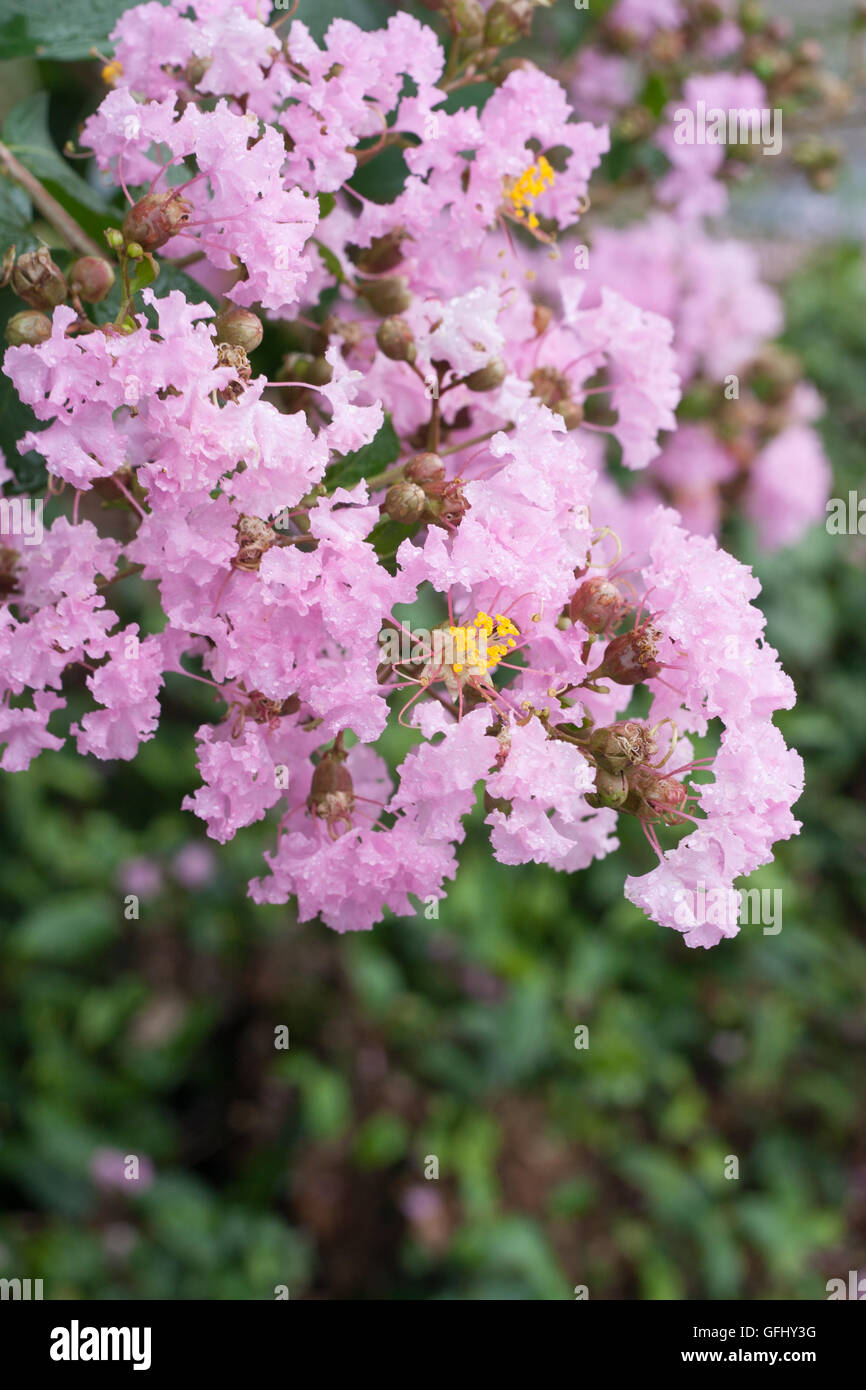 Fleur de Lagerstroemia indica avec dews Banque D'Images