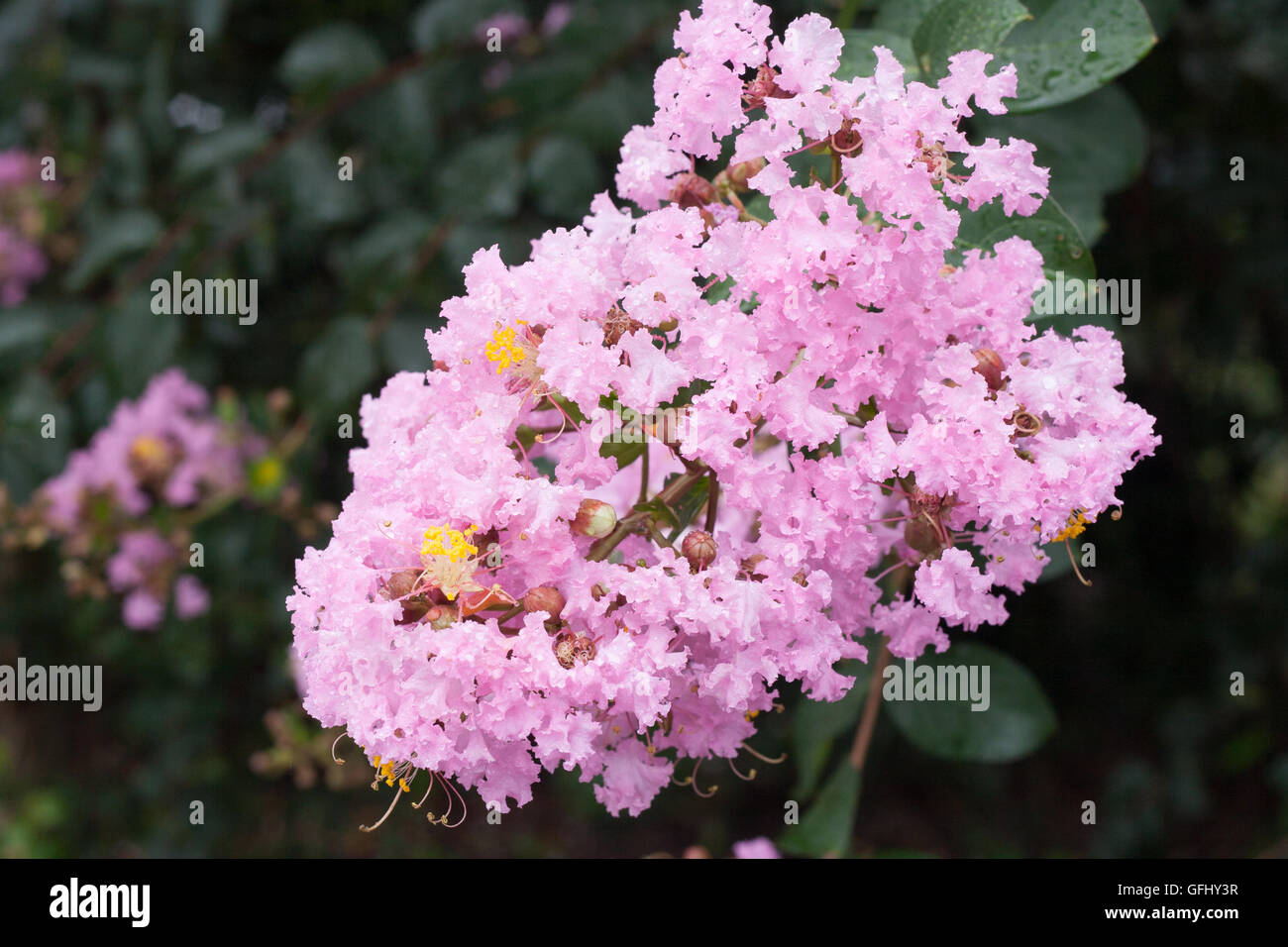 Fleur de Lagerstroemia indica avec dews Banque D'Images