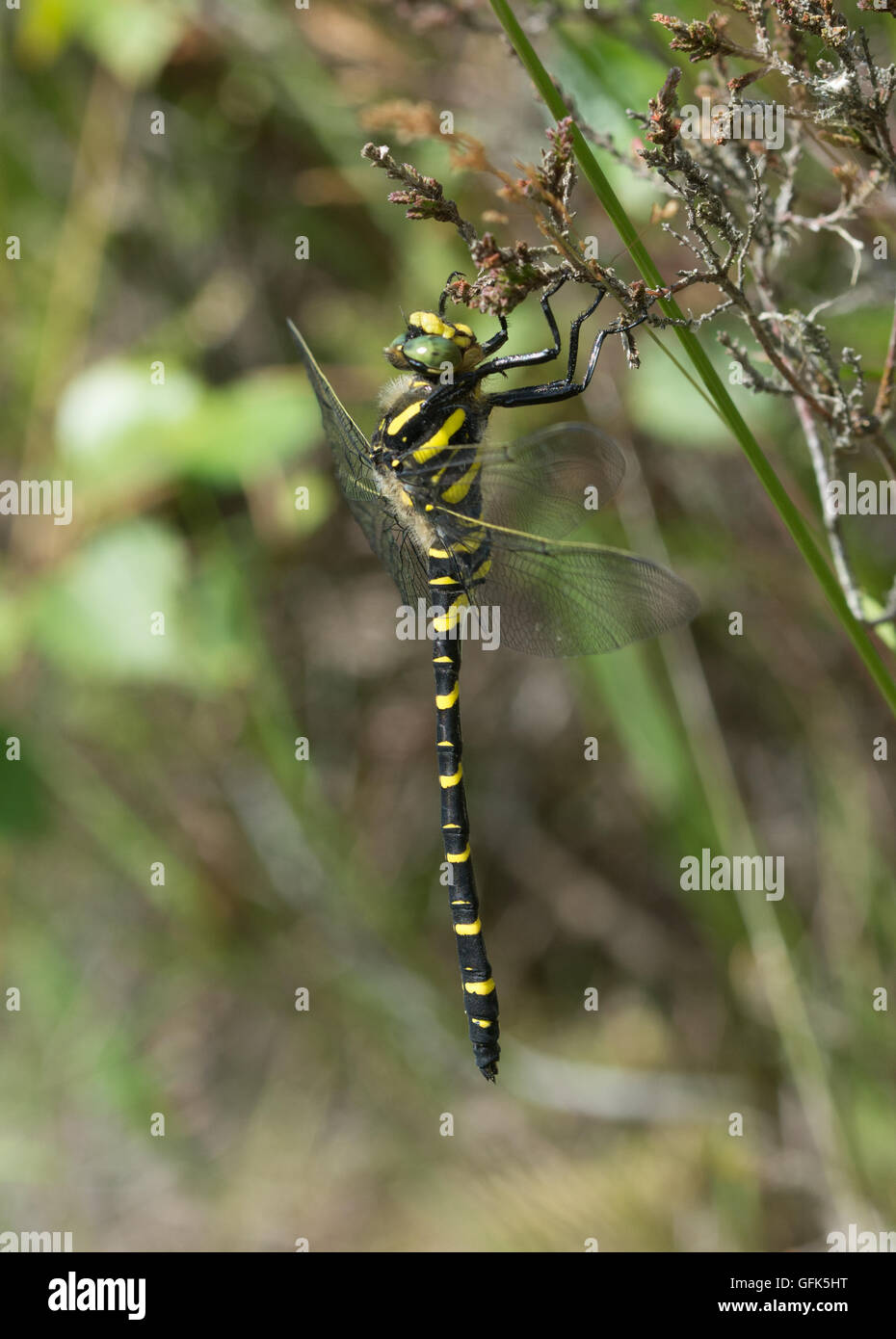 Golden-ringed dragonfly (Cordulegaster boltonii) dans le Berkshire, Angleterre Banque D'Images