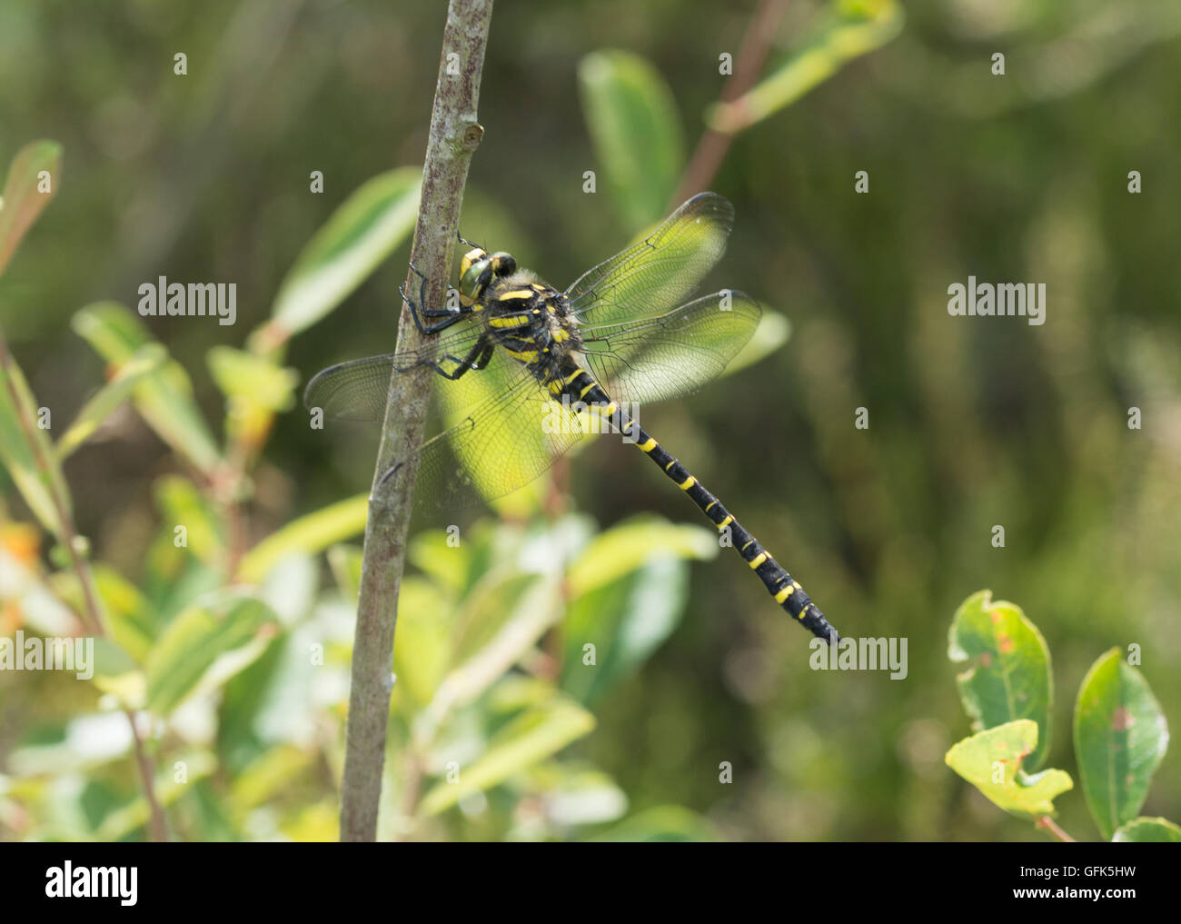 Golden-ringed dragonfly (Cordulegaster boltonii) dans le Berkshire, Angleterre Banque D'Images