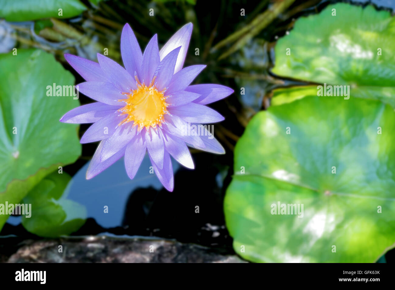 Fleur de Lotus en couleur pourpre violet avec des feuilles vertes dans l'étang de l'eau nature Banque D'Images