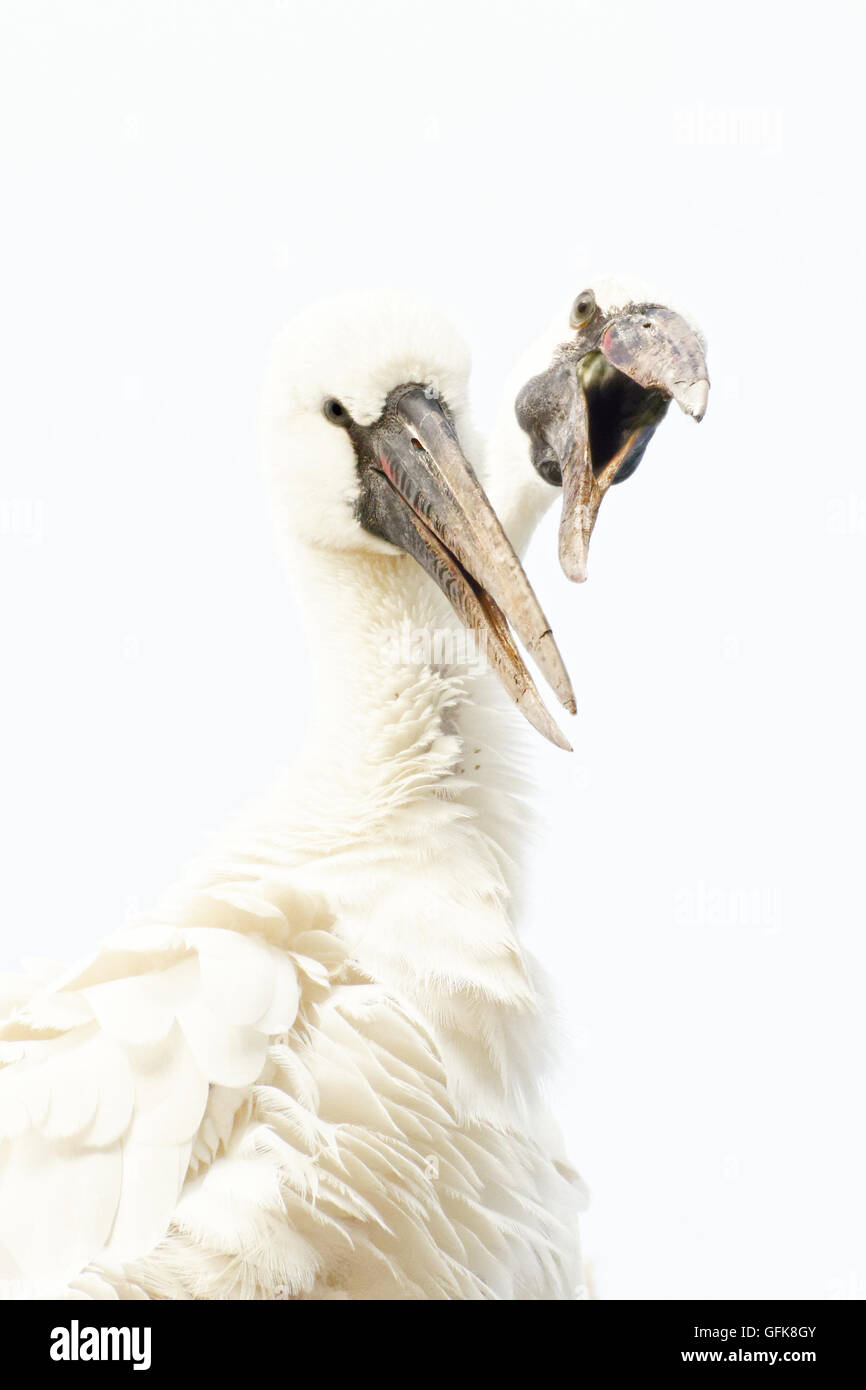 Asian Openbill couple Banque D'Images