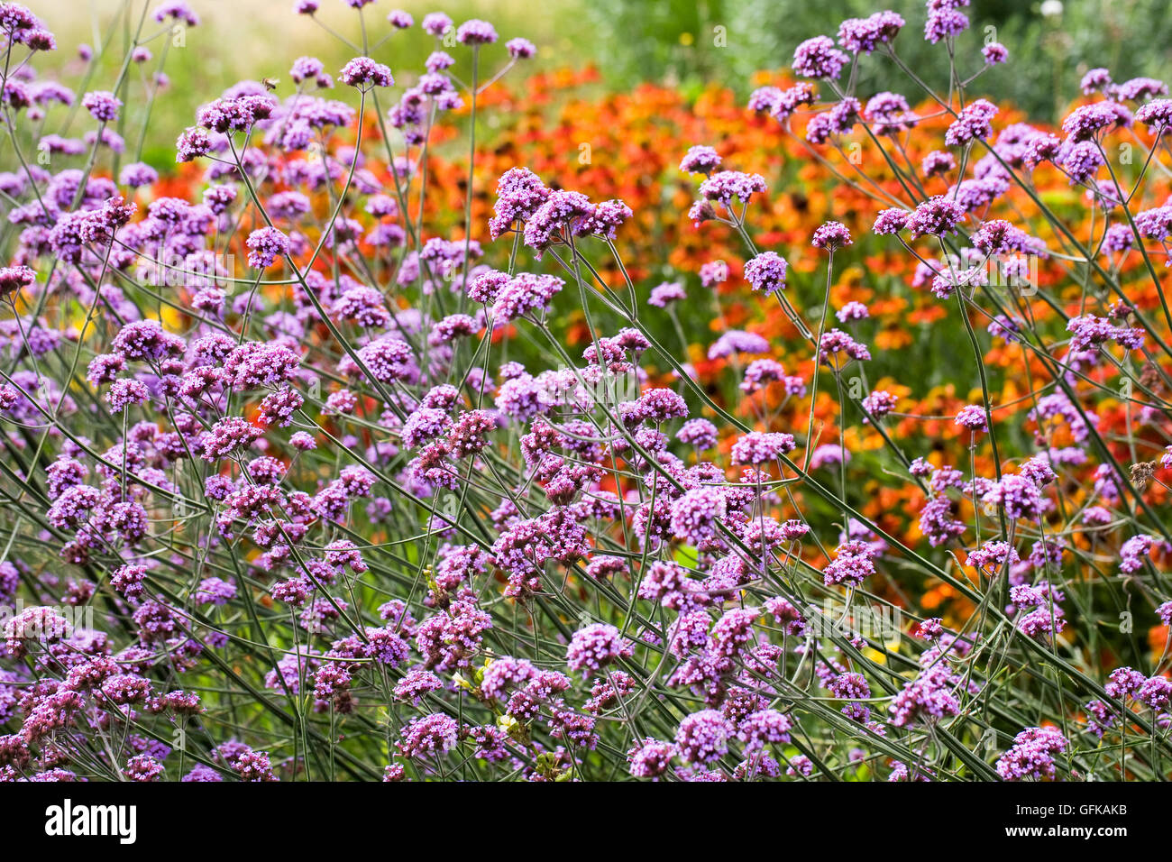 Verbena bonariensis et heleniums. Banque D'Images