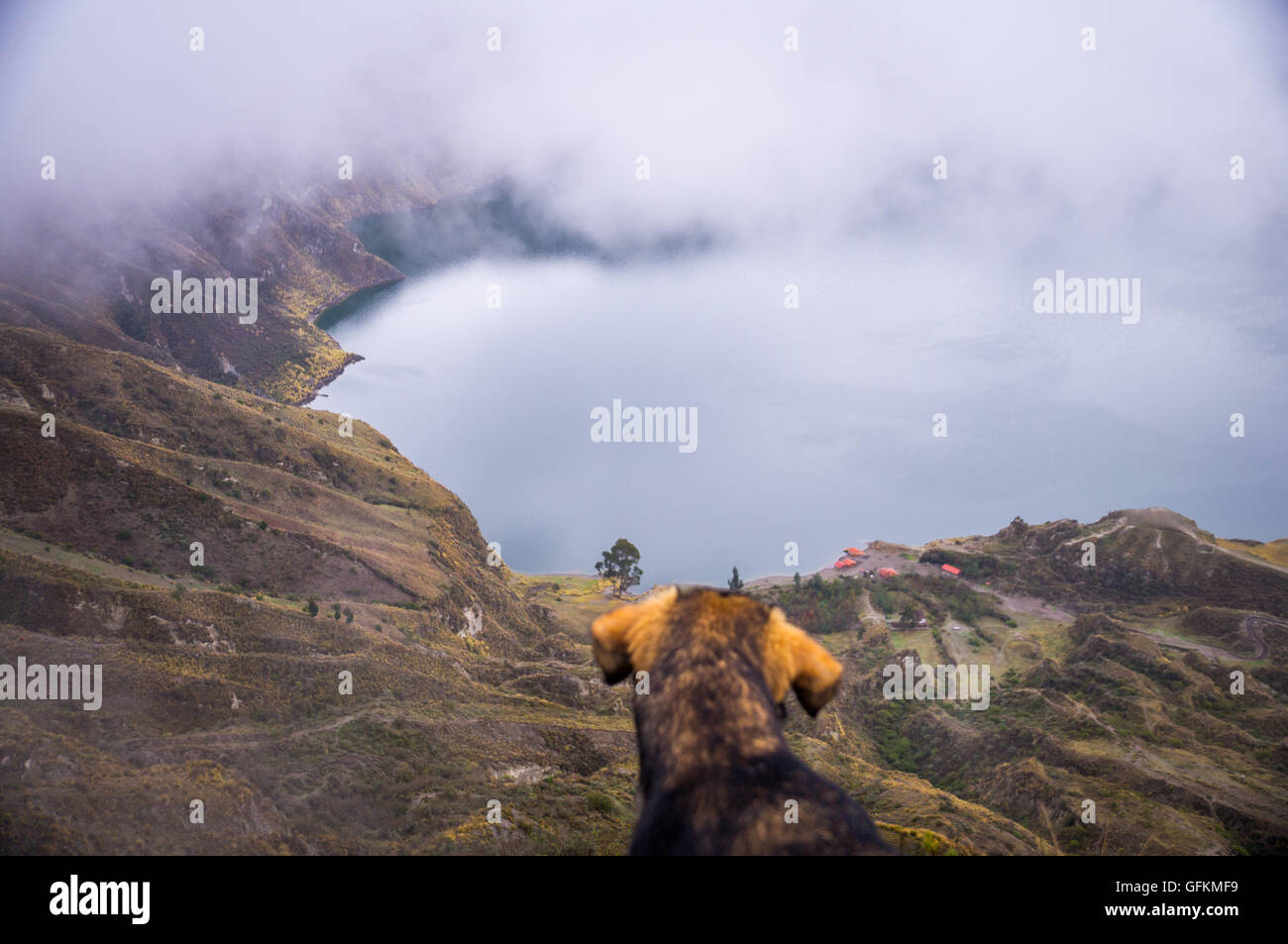 Chien à la recherche au lac de cratère volcanique Quilotoa en, en Équateur. Quilotoa est un endroit populaire à visiter. Banque D'Images