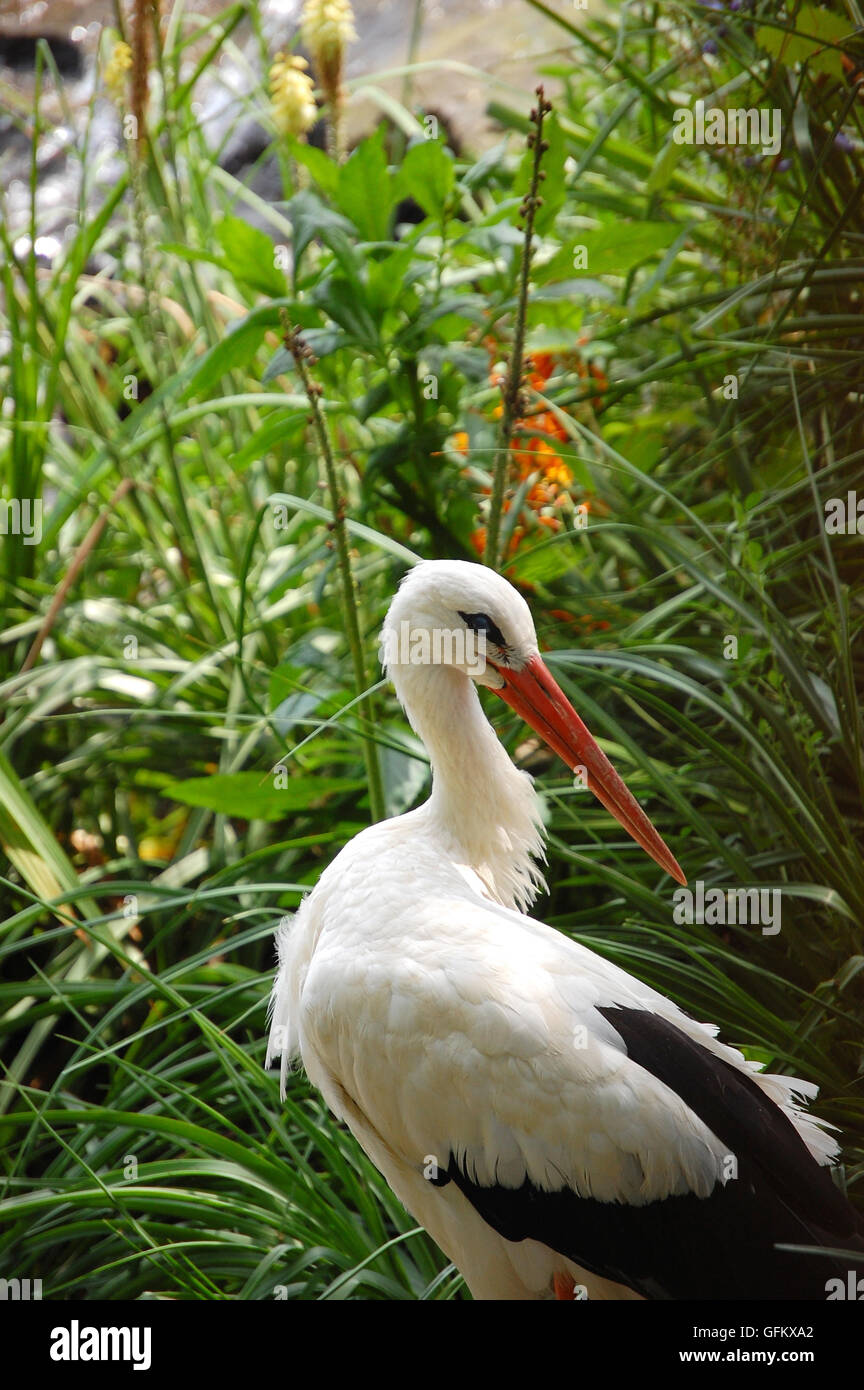 Cigogne Blanche européenne au zoo de Prague Banque D'Images