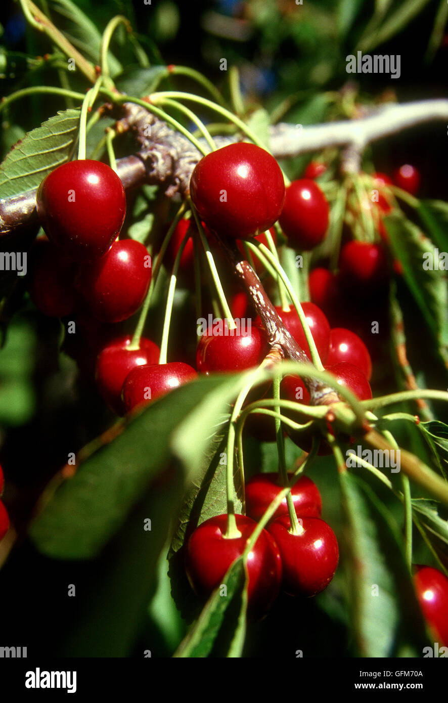 Cerises sur l'arbre dans la vallée de l'Okanagan en Colombie-Britannique, Canada. Banque D'Images