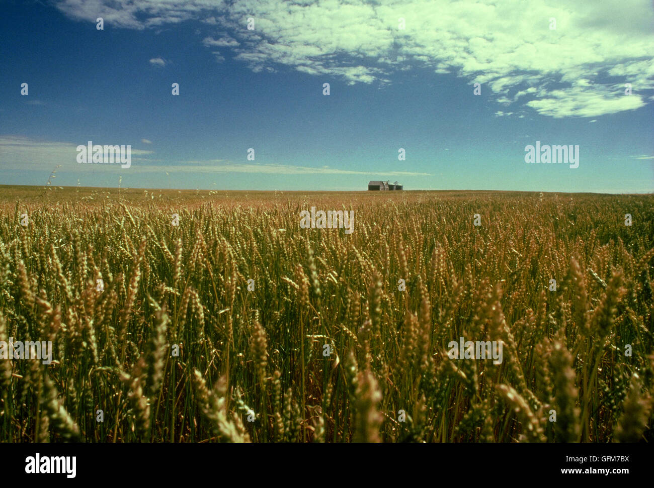 La Saskatchewan produit du blé et des fournitures 10  % du total mondial du blé exporté - Canada. Banque D'Images