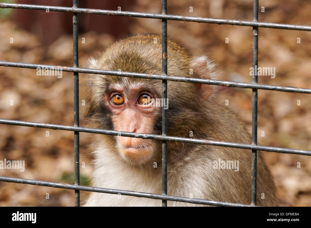 Macaques japonais au zoo Banque D'Images