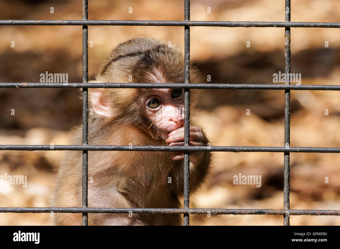 Baby macaques japonais au Zoo, Plock Pologne Banque D'Images