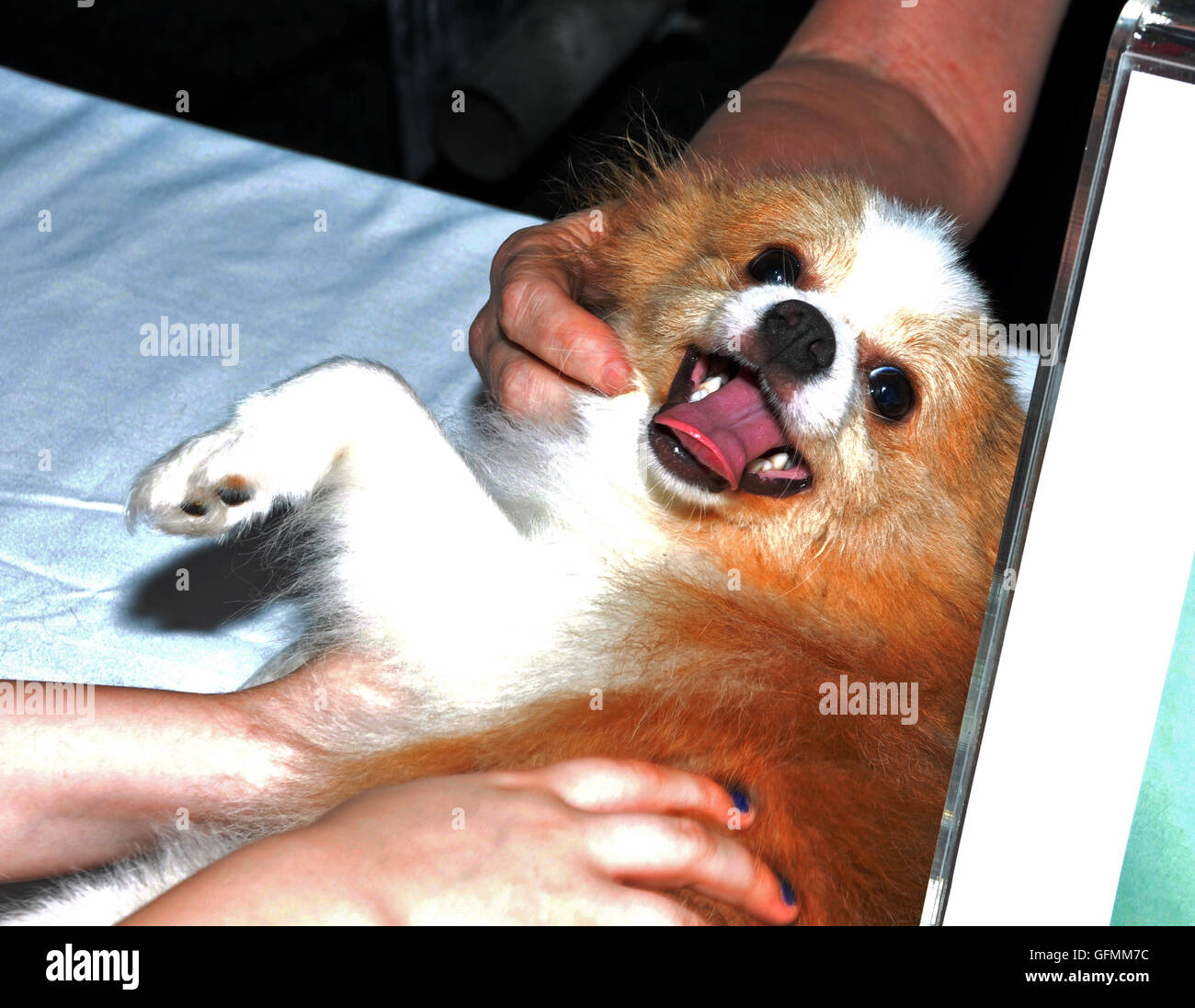 Shubert Alley, New York, New York. 30 juillet, 2016. Si doux, qui peut résister à cette petite Poméranie, pour adoption, à l'Aboi Broadway événement ? Banque D'Images