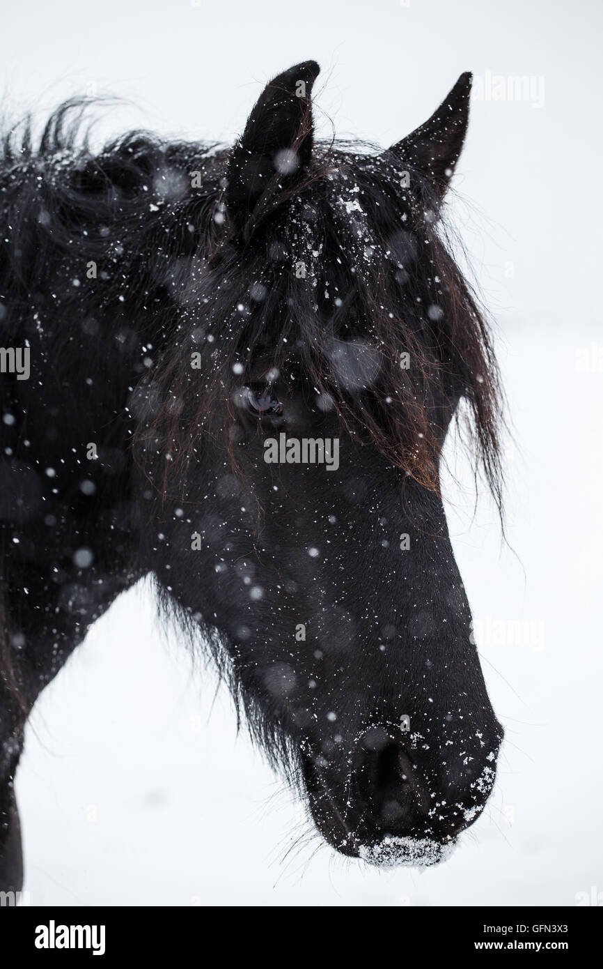 Cheval frison et de neige Banque D'Images