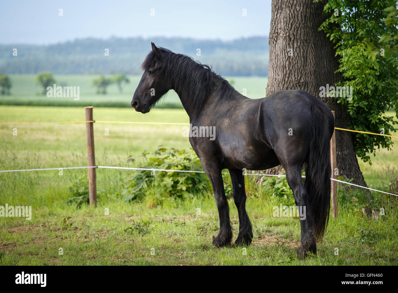 Colt frison dans le pré. Cheval frison noir. Banque D'Images