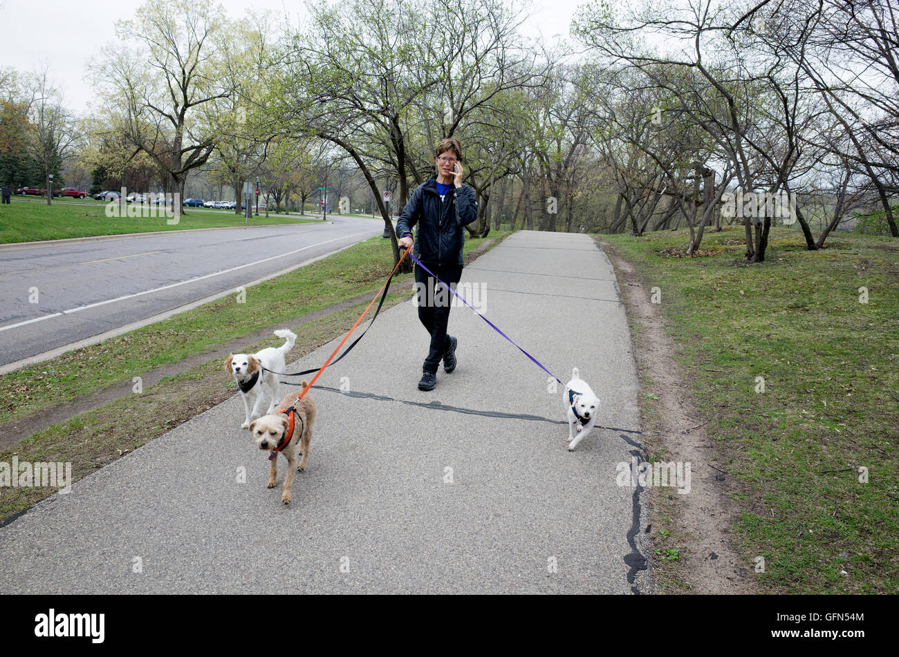 Woman talking on cell phone étant guidé par trois chiens le long sentier de marche. Boulevard de la rivière Mississippi. St Paul Minnesota MN USA Banque D'Images
