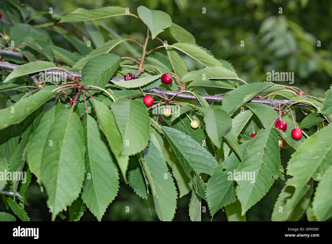 Cerises hanging on a cherry tree branch Banque D'Images