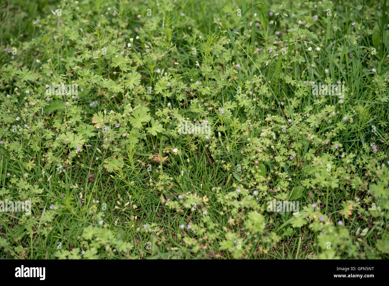 Fleurs dans l'herbe verte close up Banque D'Images