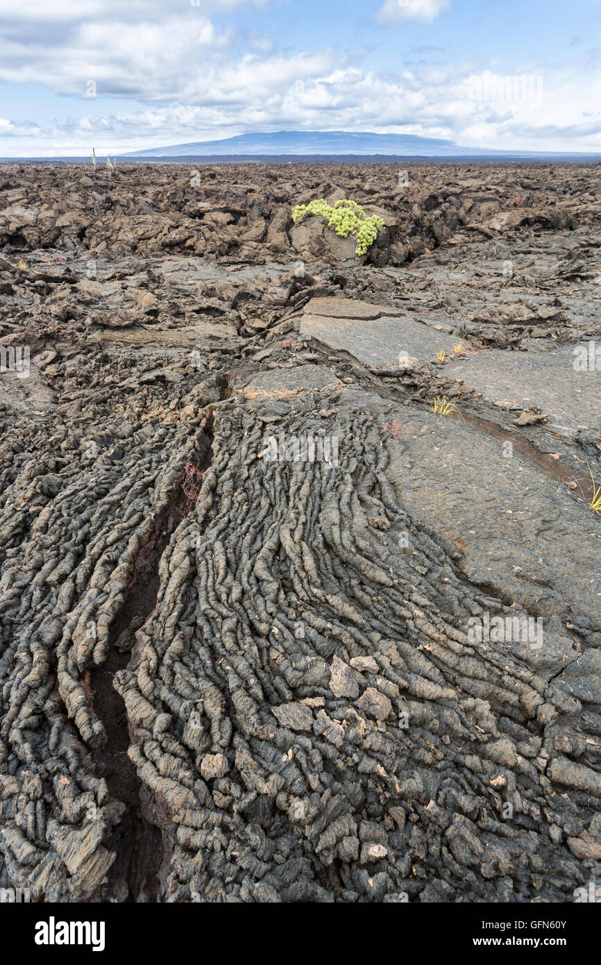 Ropy Pahoehoe (ou lisse) ou de la lave, l'île Isabela, Moreno, îles Galapagos, Equateur, Amérique du Sud Banque D'Images