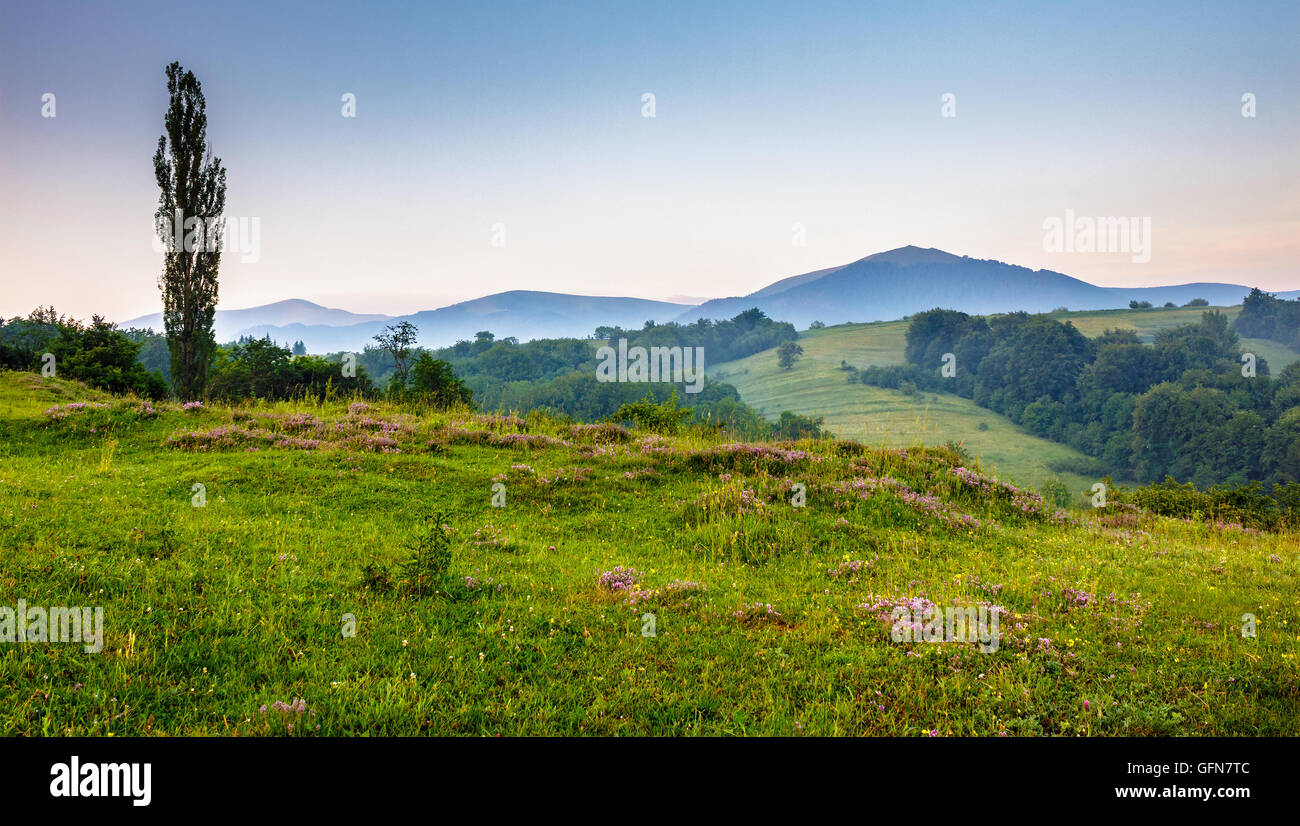 Sarriette menthe sauvage et sur une prairie à flanc de montagnes des Carpates Banque D'Images