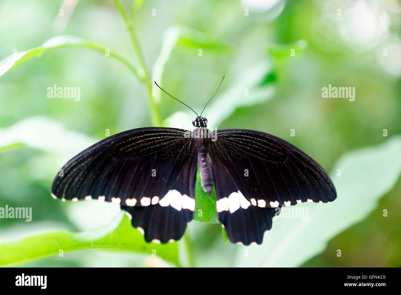 MORMON PAPILIO POLYTES (commune) Banque D'Images