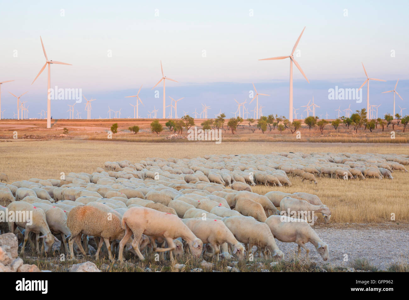 Troupeau de moutons au pâturage éoliennes électriques ferme, Espagne Banque D'Images