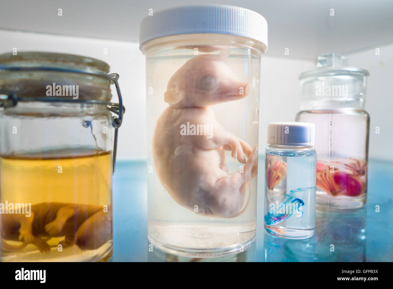 Les objets exposés au Musée d'Anatomie morbide dans Brooklyn, NY, centrée sur les décès d'art & objets provenant de partout dans le monde. Le musée a fermé Banque D'Images