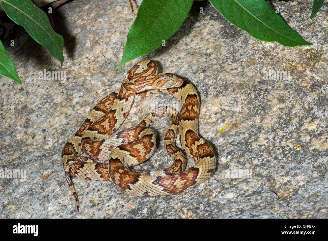 Trimorphodon Serpent Lyre mexicain El Tuito tau, Jalisco, Mexique 12 juin Colubridés Adultes Banque D'Images