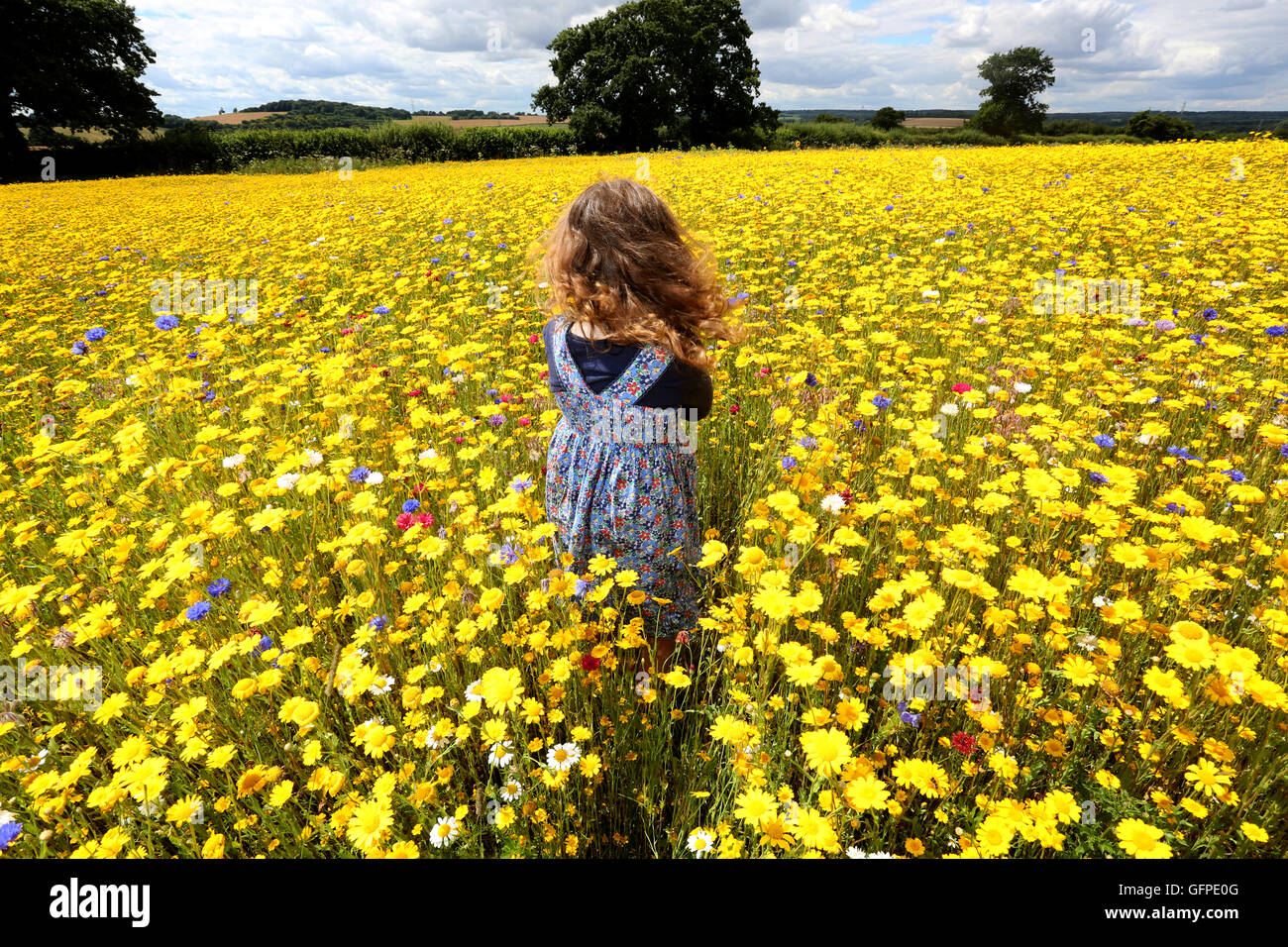 Une jeune fille profitant du beau temps cet été, à l'English Centre de lavande, Alton, Hampshire, Royaume-Uni. © Sam Stephenson/Alamy Banque D'Images