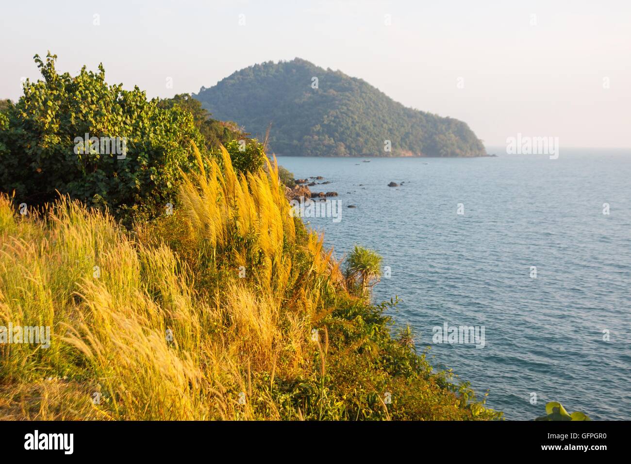 L'herbe d'or sur les falaises du soleil plages jours dans la province de Chanthaburi, en Thaïlande. Banque D'Images