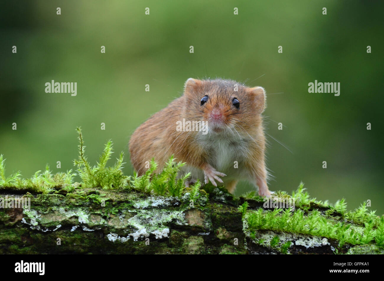 La souris de la récolte Banque D'Images