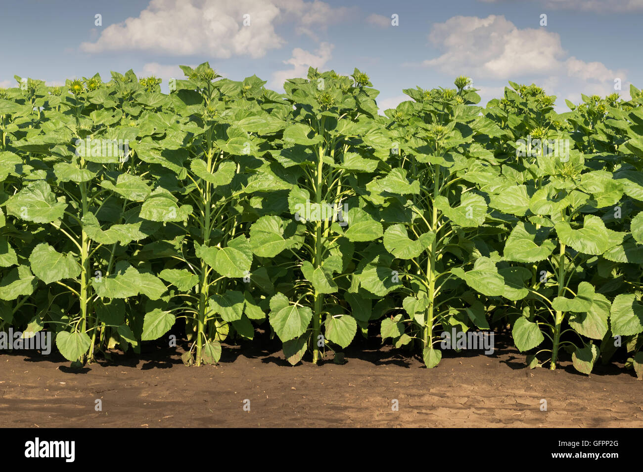 Domaine de jeunes plants de tournesol vert. Jeune champ de tournesol — free download