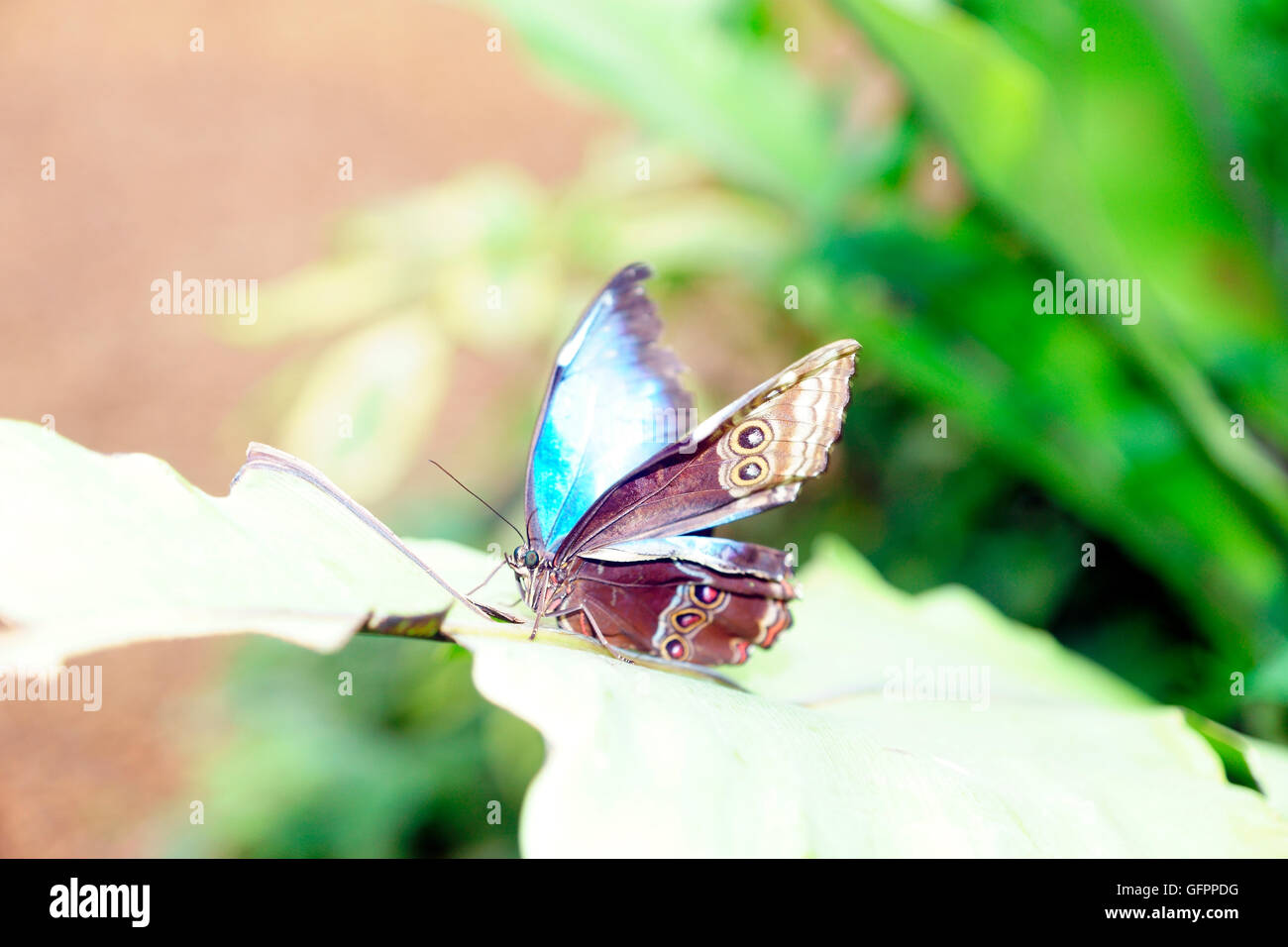 BLUE MORPHO MORPHO (PELIEIDES) Banque D'Images