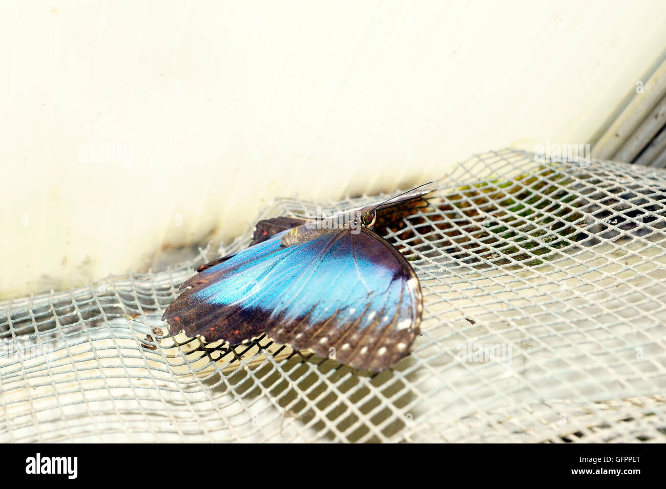 BLUE MORPHO MORPHO (PELIEIDES) Banque D'Images