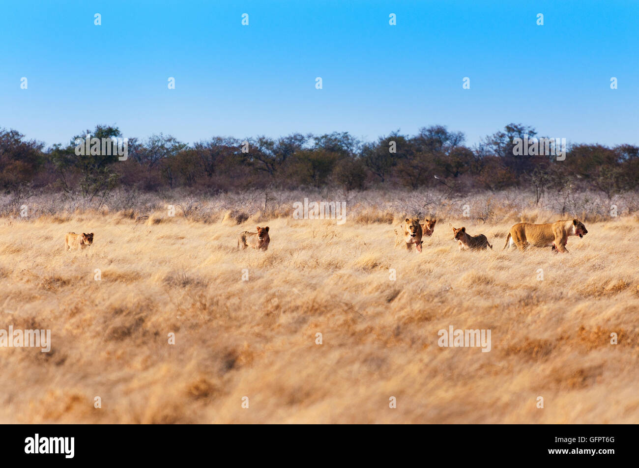 Troupe de lions dans la savane, en Namibie, l'Afrique, concept pour safari travel et voyage en Afrique Banque D'Images