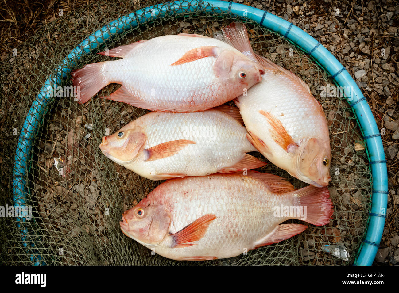 Vue de dessus du tilapia rouge dans le net , prête pour la cuisson Banque D'Images