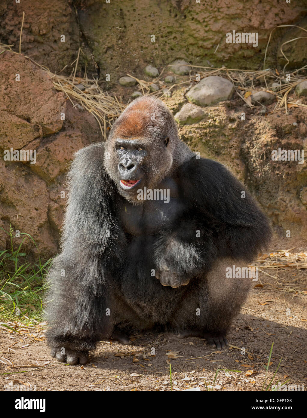 Silverback Gorilla Banque D'Images