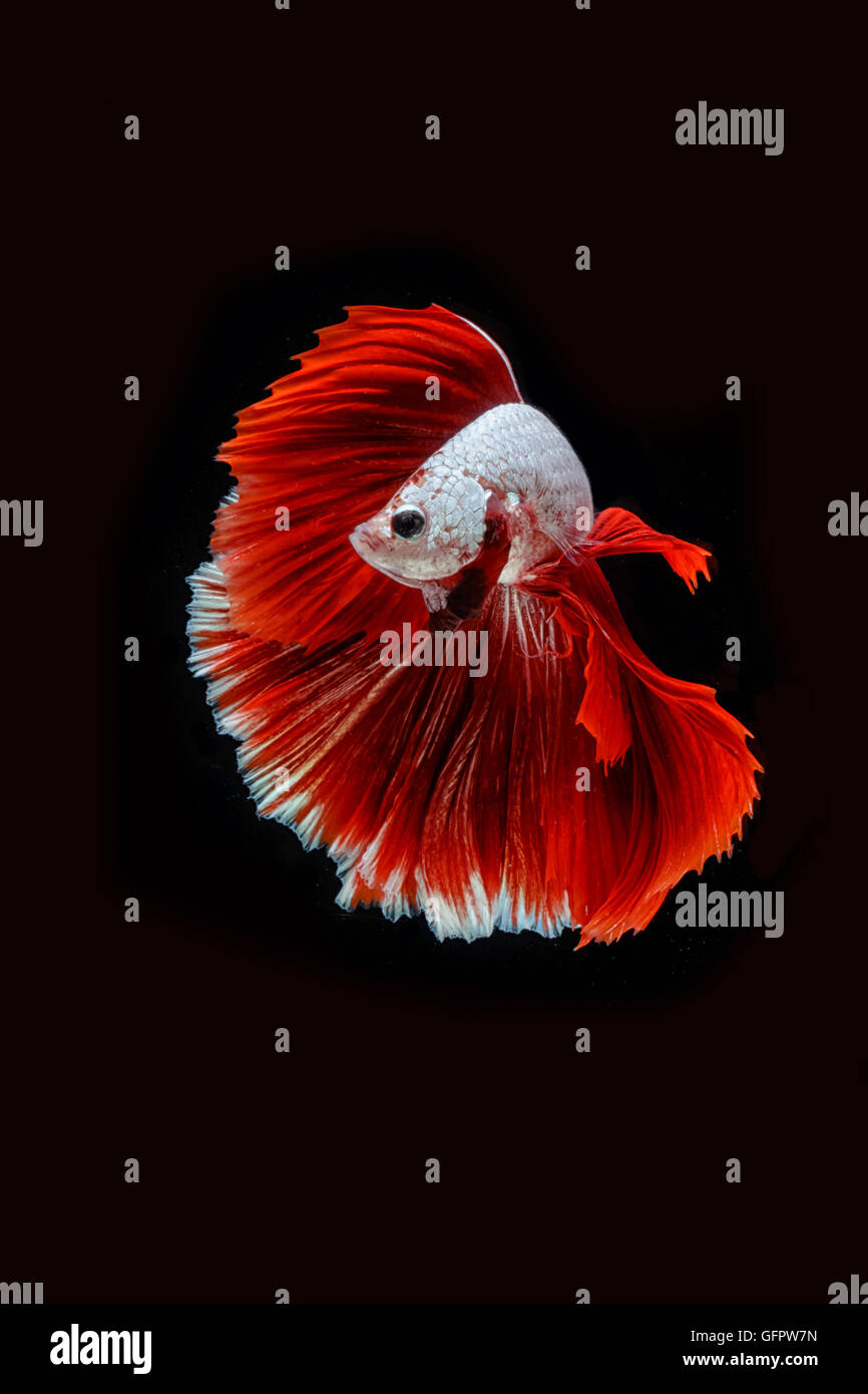 Betta poisson, la lutte contre les déplacements des poissons siamois sur noir blackground Banque D'Images Betta poisson, la lutte contre les déplacements des poissons siamois sur noir blackground Banque D'Images