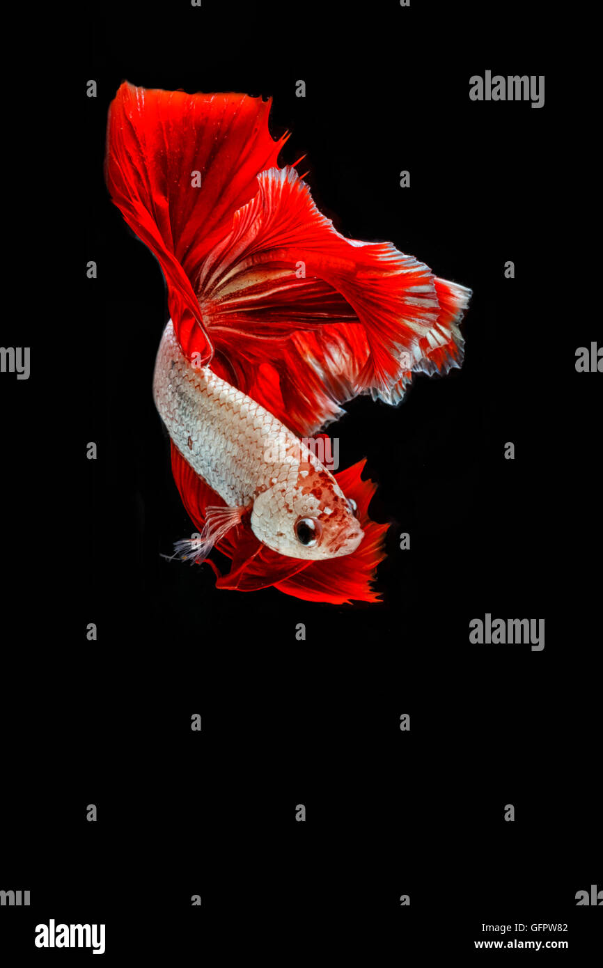 Betta poisson, la lutte contre les déplacements des poissons siamois sur noir blackground Banque D'Images Betta poisson, la lutte contre les déplacements des poissons siamois sur noir blackground Banque D'Images