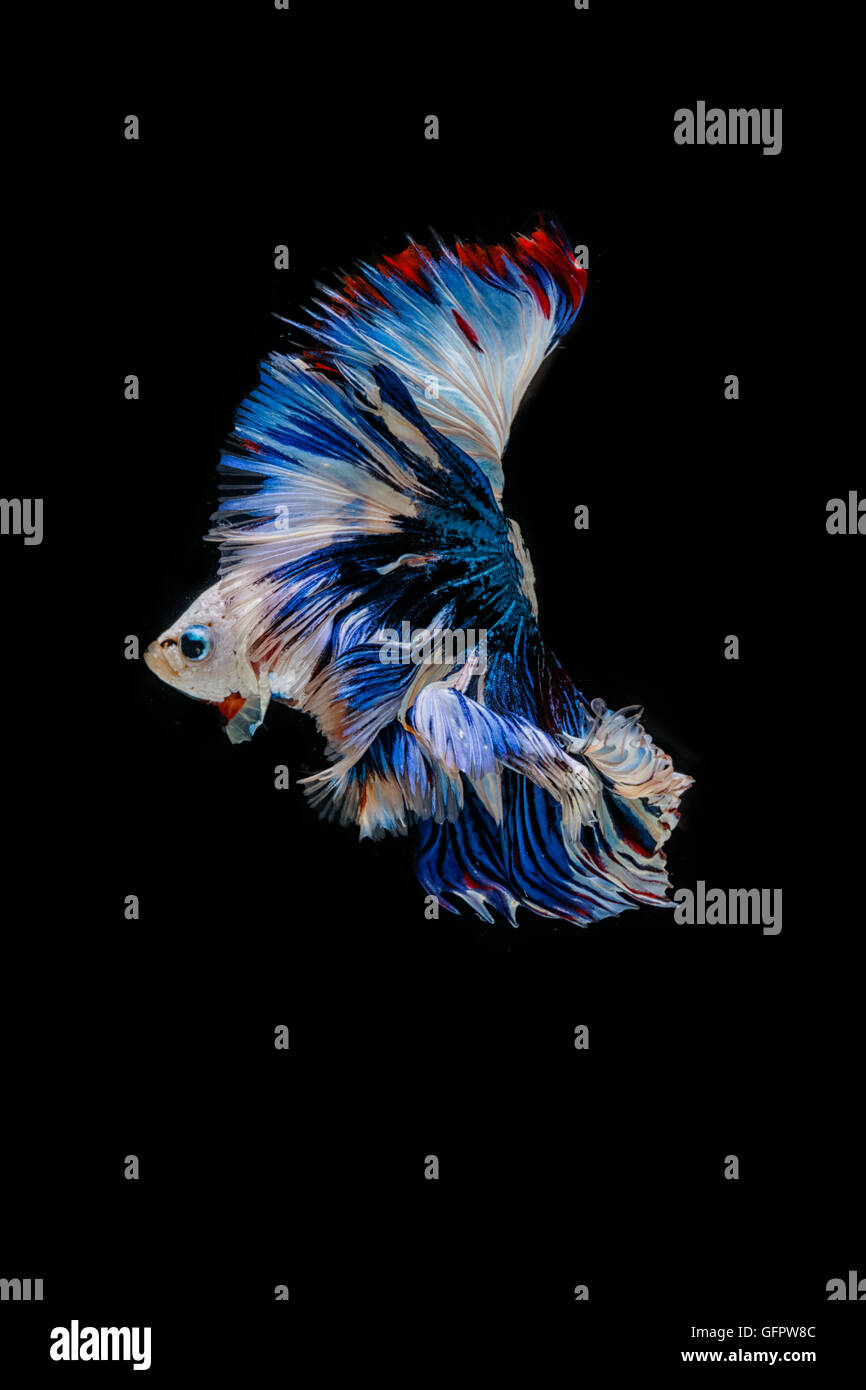 Betta poisson, la lutte contre les déplacements des poissons siamois sur noir blackground Banque D'Images Betta poisson, la lutte contre les déplacements des poissons siamois sur noir blackground Banque D'Images
