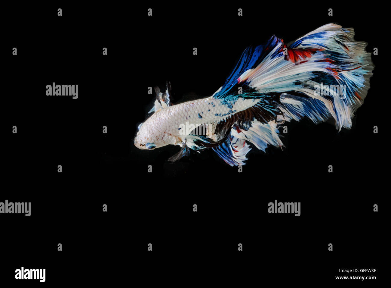 Betta poisson, la lutte contre les déplacements des poissons siamois sur noir blackground Banque D'Images