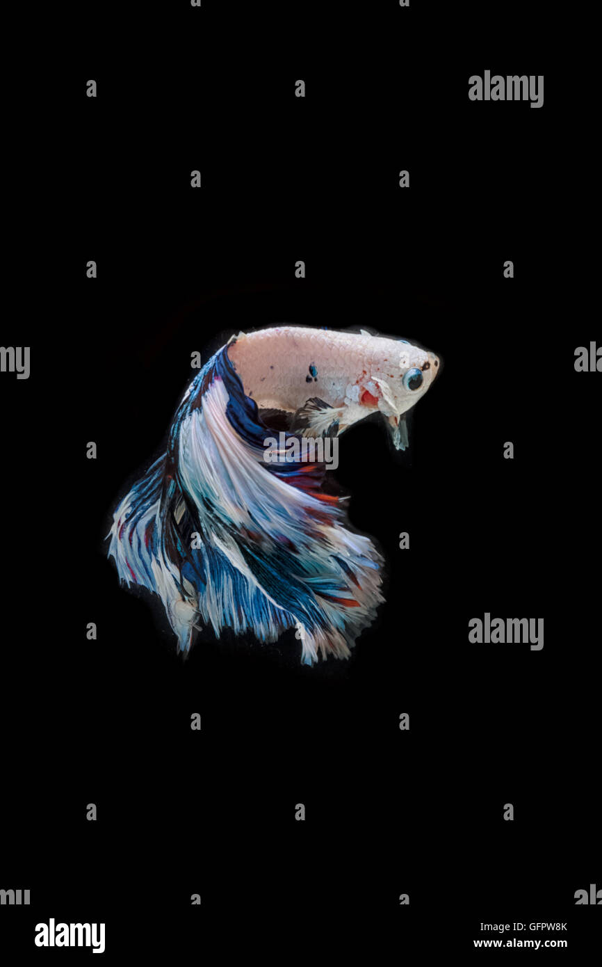 Betta poisson, la lutte contre les déplacements des poissons siamois sur noir blackground Banque D'Images Betta poisson, la lutte contre les déplacements des poissons siamois sur noir blackground Banque D'Images