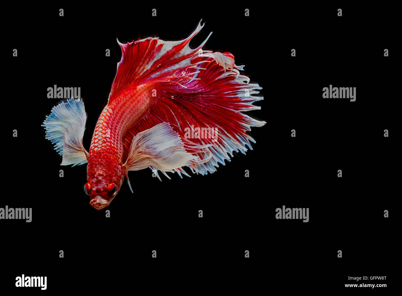 Betta poisson, la lutte contre les déplacements des poissons siamois sur noir blackground Banque D'Images Betta poisson, la lutte contre les déplacements des poissons siamois sur noir blackground Banque D'Images