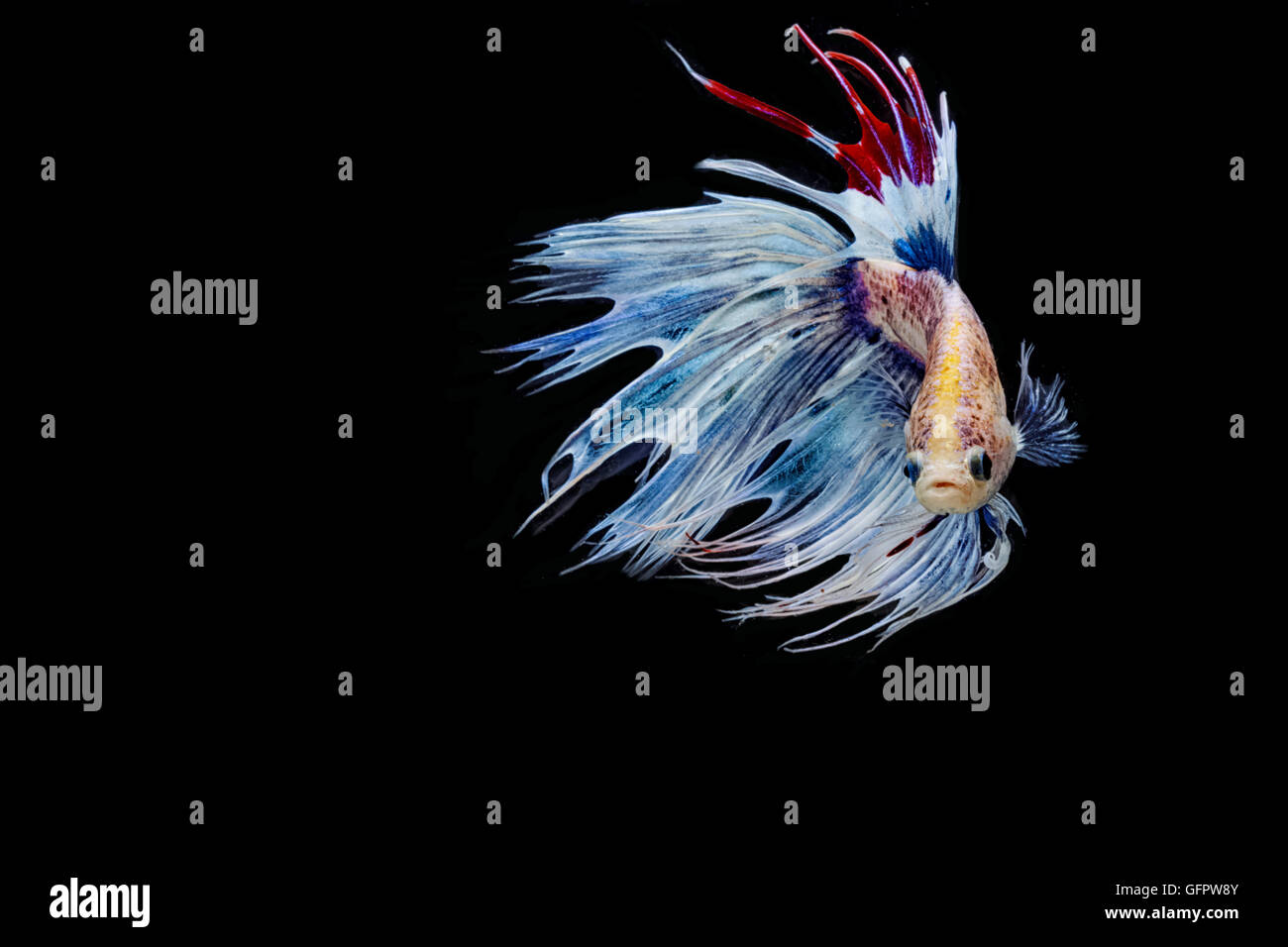 Betta poisson, la lutte contre les déplacements des poissons siamois sur noir blackground Banque D'Images Betta poisson, la lutte contre les déplacements des poissons siamois sur noir blackground Banque D'Images